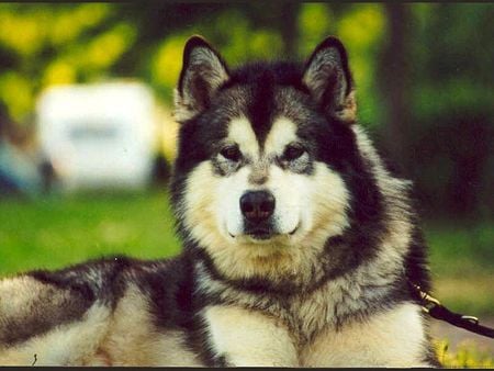 Winter dog - dog, siberian, husky, puppy