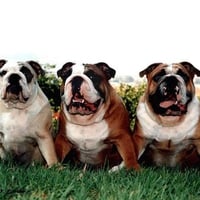 Three funny dogs