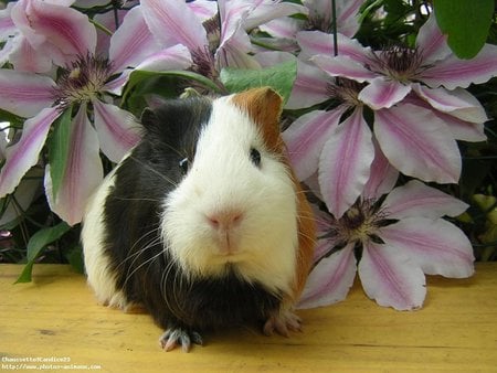 Guinea Pig - flowers, animal, cute, guinea pig, black and white