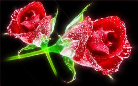 Never Leave You Alone - beauty, roses, water, dew, sparkle, loving, abstract, romantic, caring, flowers