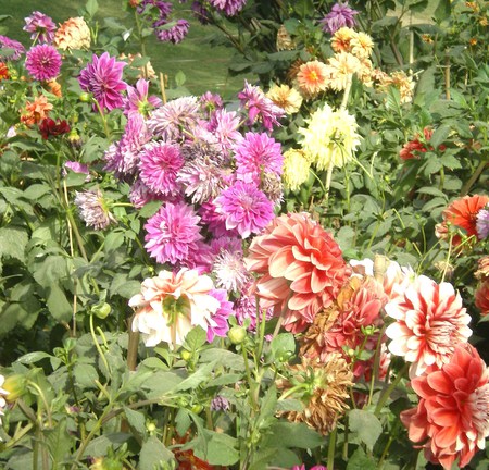 rainbow of flowers - nature, flowers