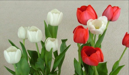 red&white tulips - white, red, tulips, beautiful, flowers, spring, nature