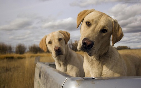 Are you talking to us? - dog, field, surprised