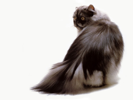 Black Smoke - persian, smoke, cat