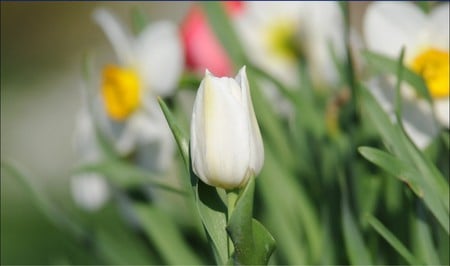 white tulip - pretty, white, purity, innocence, flower, tulip