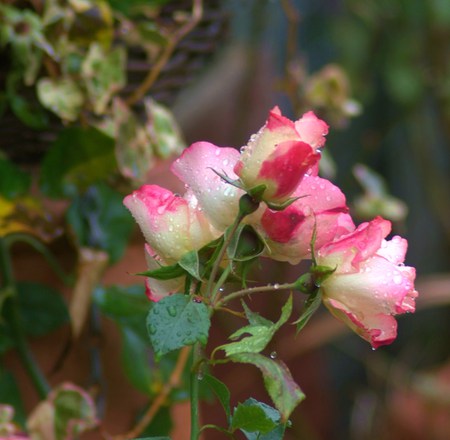 Raindrops on roses - roses, sweetheart, rain, drops, leaves