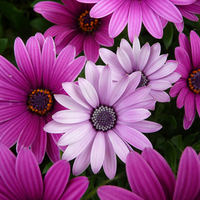 violet flowers