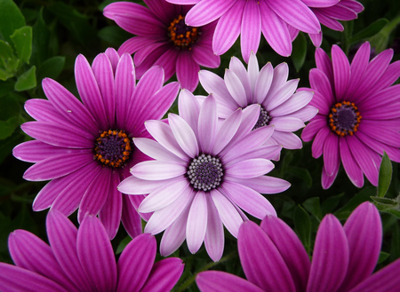 violet flowers - flowers, beautiful, daisy, gift, violet, bouquet