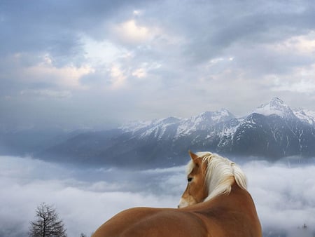 Horse with a Veiw - white, palamino, brown, mountainsclouds, tree, sky