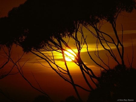 A new day dawns - sunrise, trees