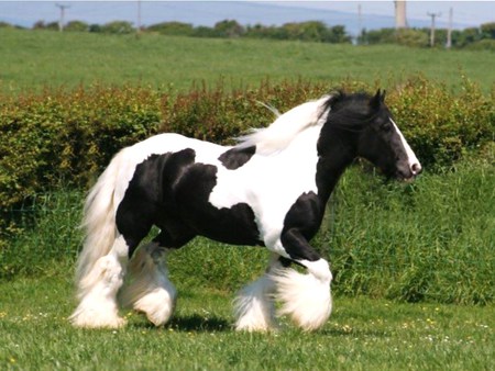 Gypsy - black, field, white, horse