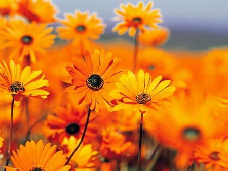 Gold treasure - bright, sunny, golden, daisies