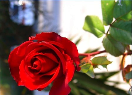 passion - love, passion, romantic, red, beautiful, rose, flower