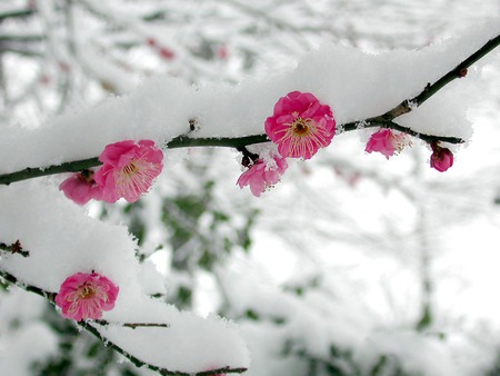 Snowy tree blooming - tree, snowy, blooming