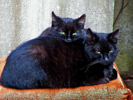 Black Cats - black cats, picture, cool