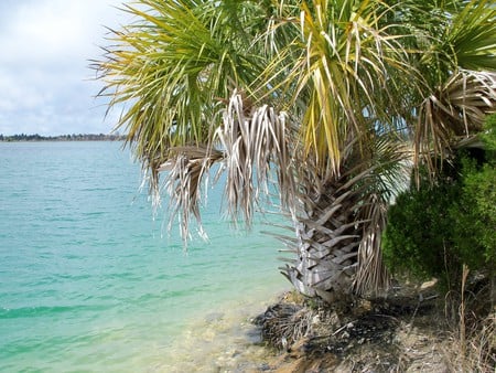 ~Weeki-Wachee Preserve~Rock Island~Limestone Lake~ - freash water, trees, florida, water, foliage, lakes, nature, beautiful, blue, photograph, land