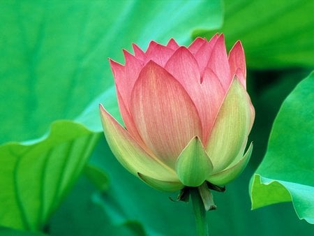 Petals - leaves, flower, petals, pink