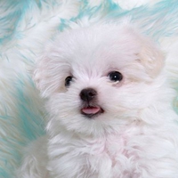 Cute white puppy