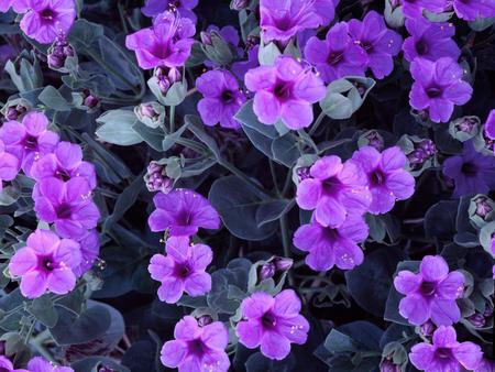 Flowers - nature, purple, flowers