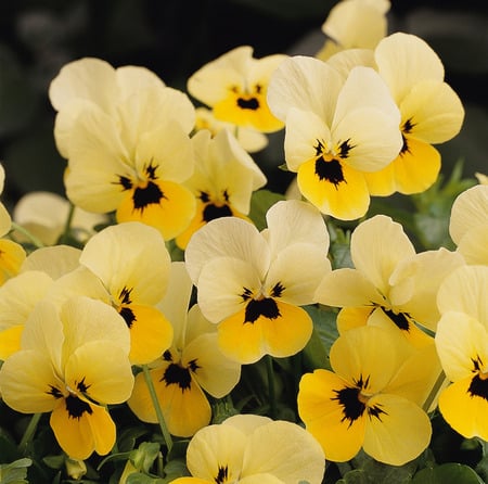 Sunny morning - bunch, sunny, yellow, pansies