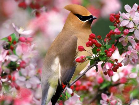 Bird - flowers, animal, bird