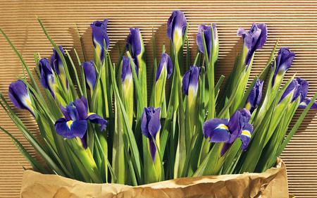 Iris - flowers, purple, nature, iris