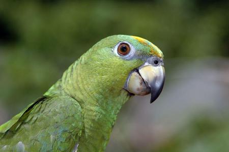 Parrot - animal, bird, parrot, green