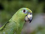 Parrot