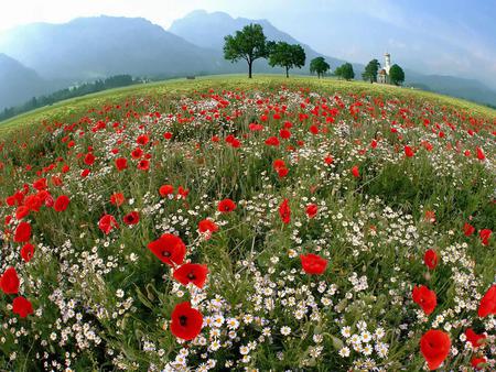 Flowers - sky, flowers, field, trees, nature