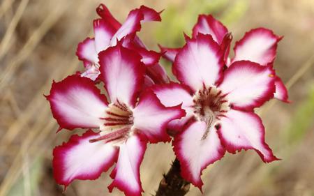 Flower - nature, flower