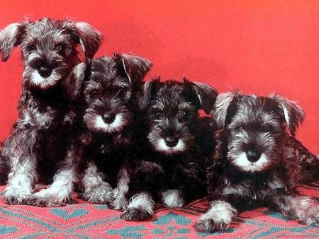 Four cute little dogs - animal, dogs, four, puppies