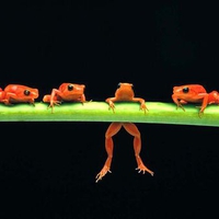 Four orange frogs