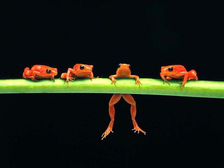 Four orange frogs - orange, frogs