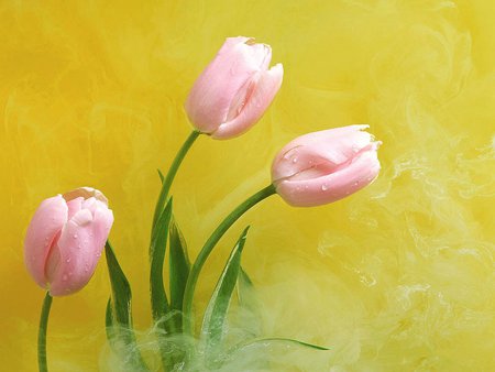 Pink on yellow - tulip, flower, pink