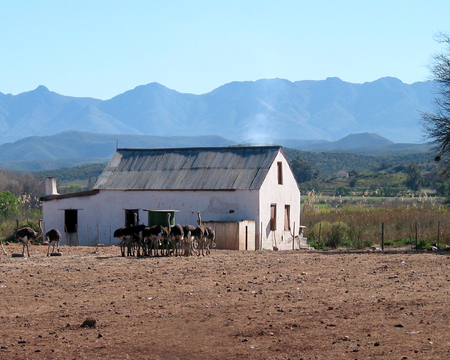 Ostrich farm - ostrich farm, farm, south africa, ostriches, oudtshoorn, blue mountains