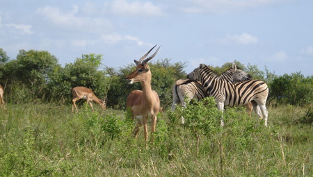 Impala antelope and zebra - zebra, ecology, impala, habitat, ecosystem, antelope