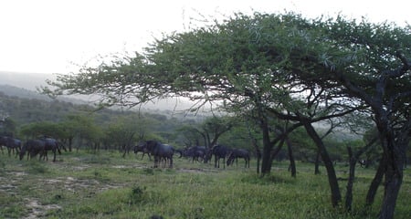 Blue Wildebeest - animal, ecology, gnu, habitat, wildebeest, ecosystem, wild