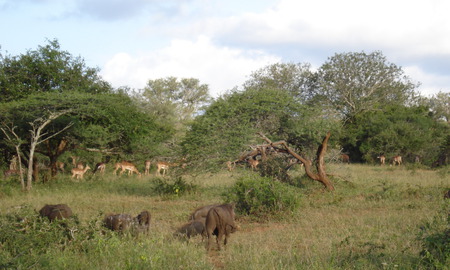 Common Warthog and antelope - habitat, antelope, warthog, pig, ecology, ecosystem