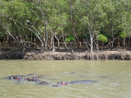 Hippopotamus in river - ecology, hippo, hippopotamus, habitat, ecosystem