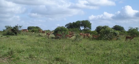 Antelope habitat - ecology, habitat, ecosystem, antelope, african