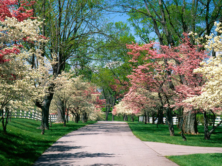 Spring - trees, blossoms, road, spring, day, park, sky