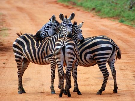 Zebra - nature, animals