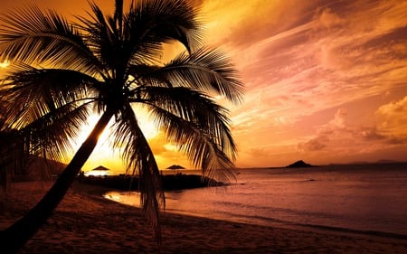 sunset at the bay - pretty, beach, beautiful, cool, tree, palm, widescreen, shore, hd, dusk, tropic, sun