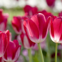 Red Tulips a Sure Sign of Spring