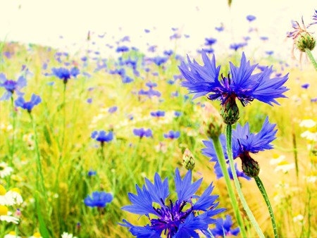 marguerite - nature, summer, blue, beautiful, green, close, flower