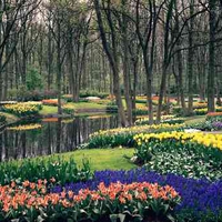 Keukenhof Gardens Lisse Netherlands