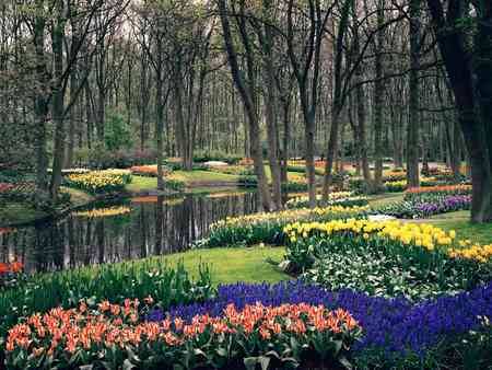 Keukenhof Gardens Lisse Netherlands - wallpaper, mirror, the netherlands, scarlet, lagoons, scarlat, picture, photography, wonderful, netherlands, keukenhof gardens lisse, delicacy, red, lisse, purple, cool, pink, reflections, awesome, photo, flowers, yellow, creeks, pond, holland, rivers, colors, day, carpet, lakes, reflected, beautiful, amazing, violet, nature, colorful, lovingly, keukenhof, water, beauty, photoshop, garden, trunks, roses, nice, trees, green