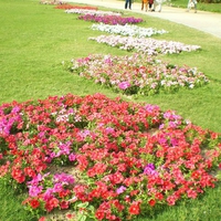 Lahore's spring