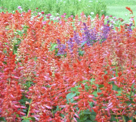 firey flowers - nature, flowers