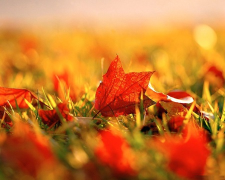 Fall - fall, leafs